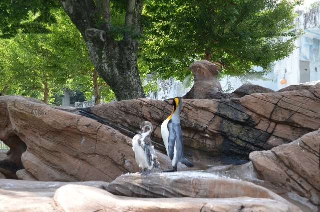 東山動物園のペンギン