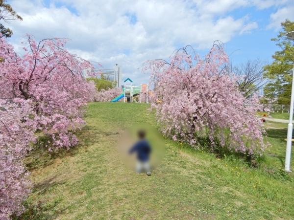 白鳥公園2017年の桜
